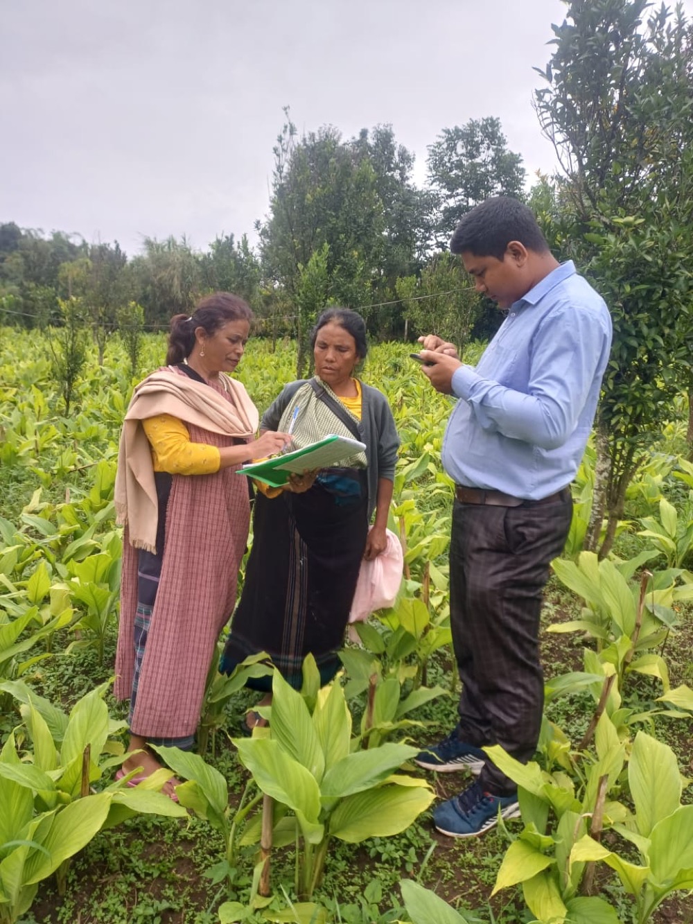 Turmeric Quality Standards